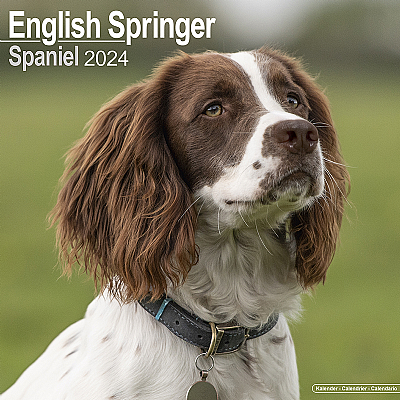 English Springer Spaniel Calendar 2024 (Square)